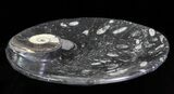 Fossil Orthoceras & Goniatite Plate - Stoneware #62465-1